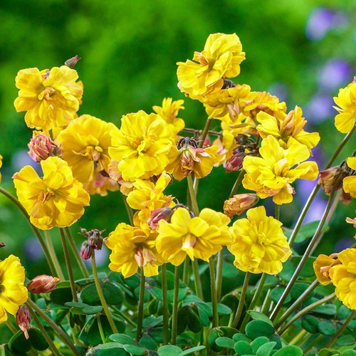 Bulbes oxalis fleurs - bulbes,