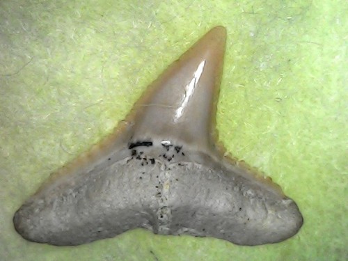 Shark tooth dent requin - dent, de