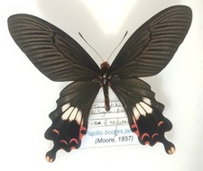 Papilio Bootes janaka - Burma, Sagaing - 95 mm -