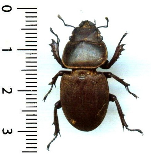 Lucanidae apterodorcus - -,