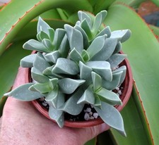 MACHAIROPHYLLUM BREVIFOLIUM