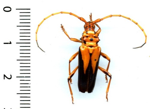 Cerambycidae oxymerus - -,