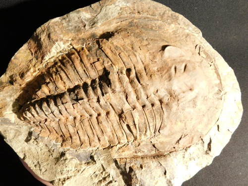 Huge 530 million - year, old