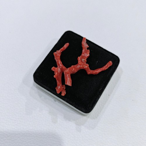Corail rouge naturel - , branche
