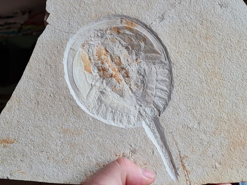 Limule fossile mesolimulus - limule, fossile:
