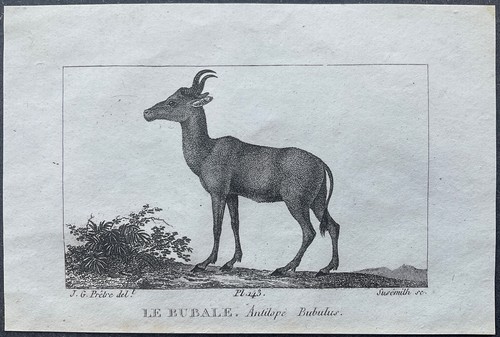 Zoologie bubale antilope - bubale,