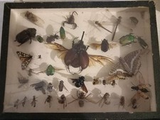 Boite De Collection  INSECTES