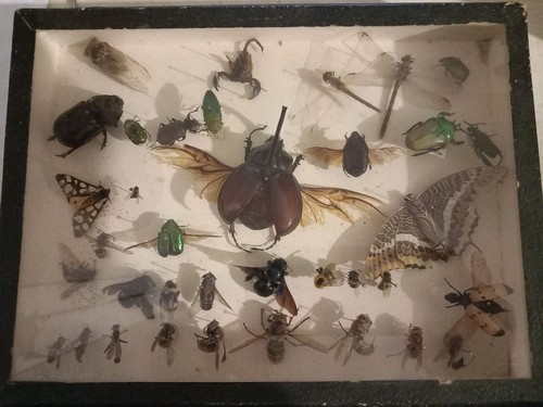 Boite collection insectes - boite,