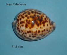 Cypraea   Tigris Jaune New