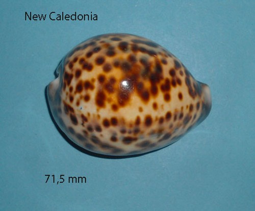 Cypraea tigris jaune new - tigris,