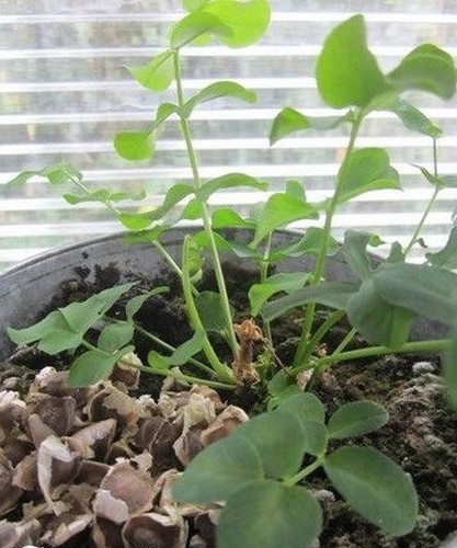 Moringa arbre vie - de,