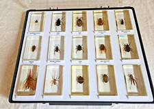 CABINET CURIOSITE COFFRET DE