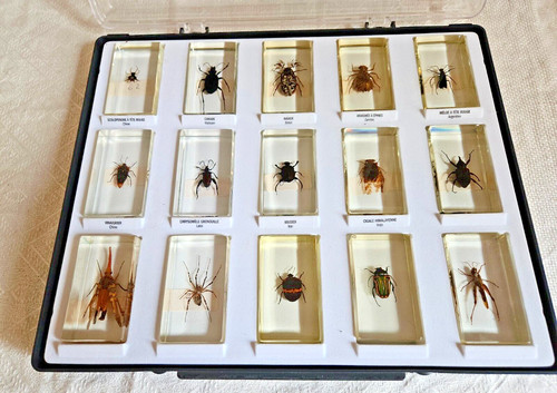 Cabinet curiosite coffret - coffret, de