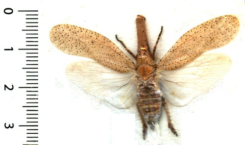 Homoptera fulgoridae zanna - homoptera,,