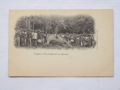 Capture éléphant en - capture, d'un