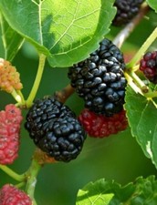 Lot De 100 Graines De Mûrier Noir Morus Nigra Semences Graines Arbre Seed