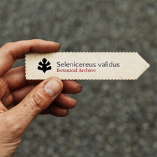 Selenicereus validus SEEDS -