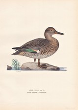 Sarcelle à Ailes Vertes Bleu