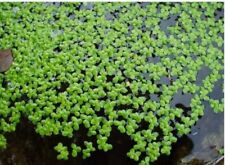 20 grammes égouttés de lentilles d eau lemna minor lentille plante aquatique