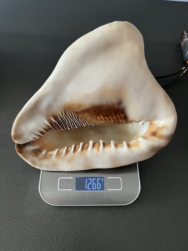 Grand coquillage collection - grand,