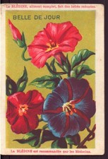 Chromo " Blédine " Belle de