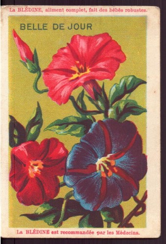 Chromo blédine belle - ",