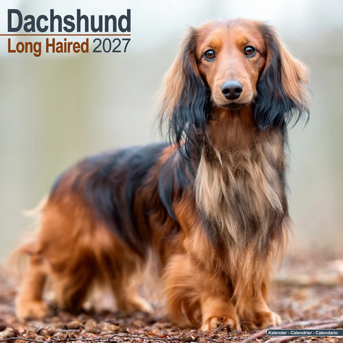 Calendrier 2027 teckel poil - calendrier,