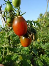 20 graines tomates BLACK italian tomato seed delicious rare paysanne heirloom