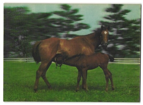 Jument carte postale - , 3d