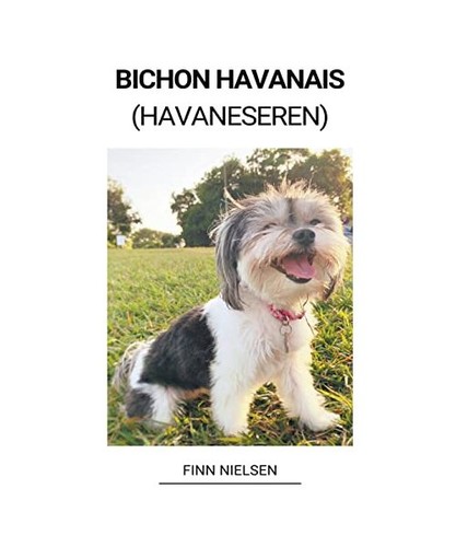 Bichon havanais havaneseren - havanais, [havaneseren]
