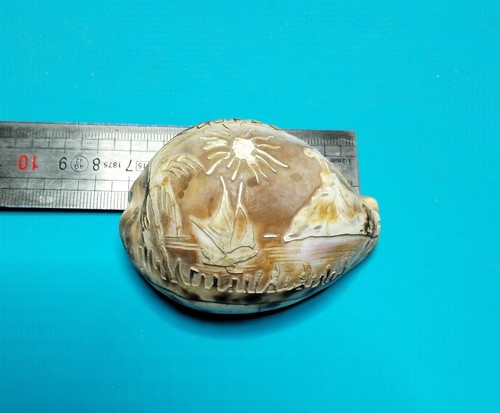 Coquillage cauris tigre gravé - cauris,