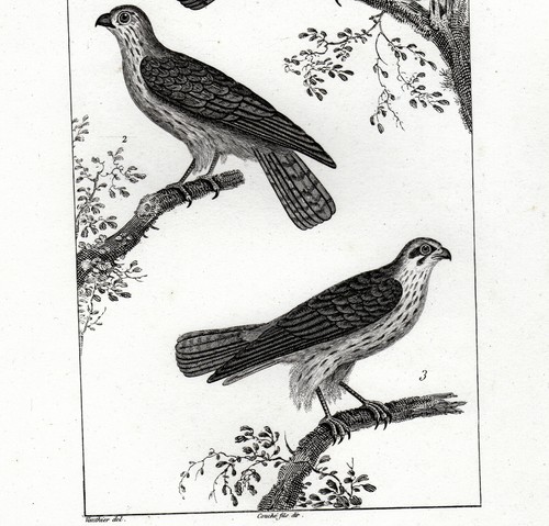 Rapaces crecerelle emerillon - crecerelle,,