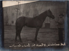Allemagne, Cheval, Trotteur Américain, vintage silver print, ca.1910 Vintage sil