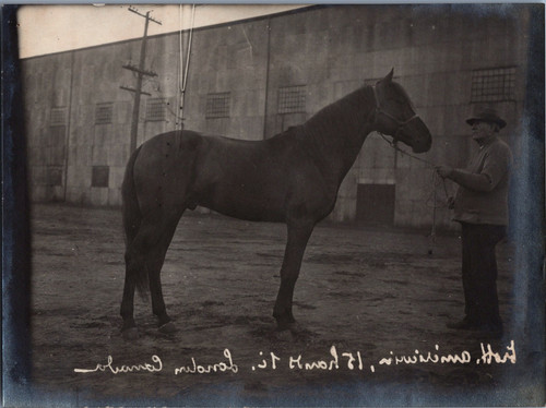 Allemagne cheval trotteur - allemagne,,