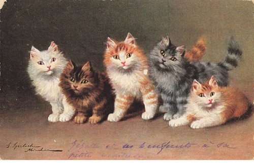 Chats mk39858 cinq - #mk39858,