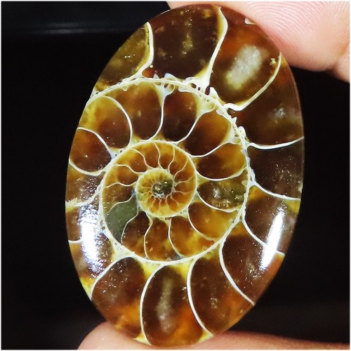 Fossile d ammonite - fossile, d’ammonite