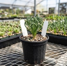 Frizzle sizzle albuca spiralis - frizzle,