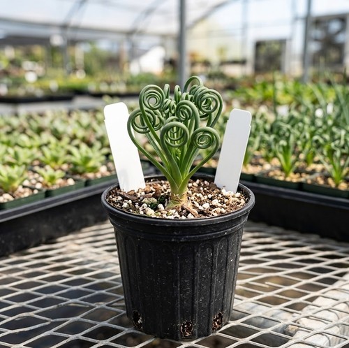 Frizzle sizzle albuca spiralis - sizzle,