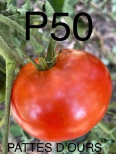 graine / seed tomate taille grosse variété PATTES D’OURS