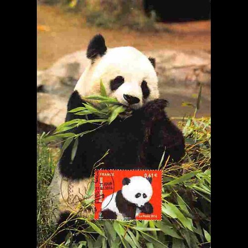 Les ours panda - ours,, géant