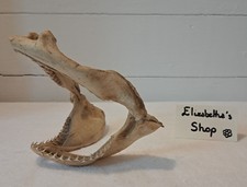 Véritable mâchoire de Requin