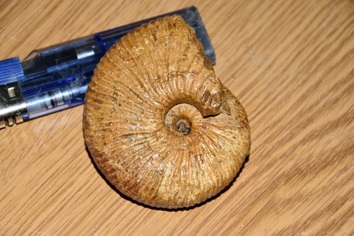 Ammonite prograyiceras grayi - ammonite,