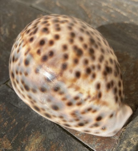 Coquillage cyprea tigris - coquillage,