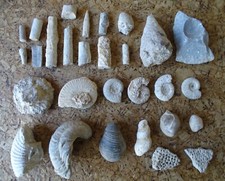 petite collection fossiles minéraux cabinet de curiosité / cf Photos