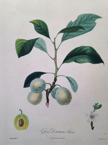 Poiteau pomologie - la,