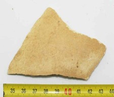 Fragment de coquille d'œuf