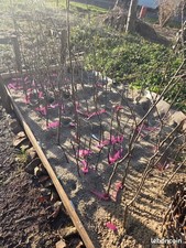 Arbres fruitiers greffés 1