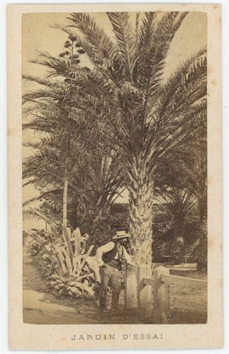 Cdv circa 1865 jardin - cdv,