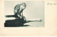 SINGE MONKEY #23079 GRUSS AUS OUISTITI SUR UNE BOUTEILLE DE CHAMPAGNE