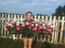 Window Treatment Cotton Candy